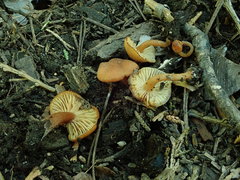Rhodophana nitellina