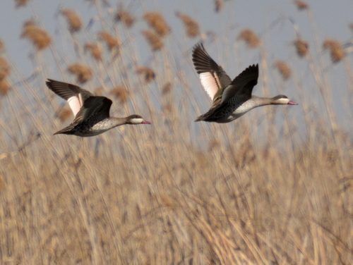 iNaturalist: (c) Corrie du Toit, some rights reserved (CC BY-NC), uploaded by Corrie du Toit iNaturalist image