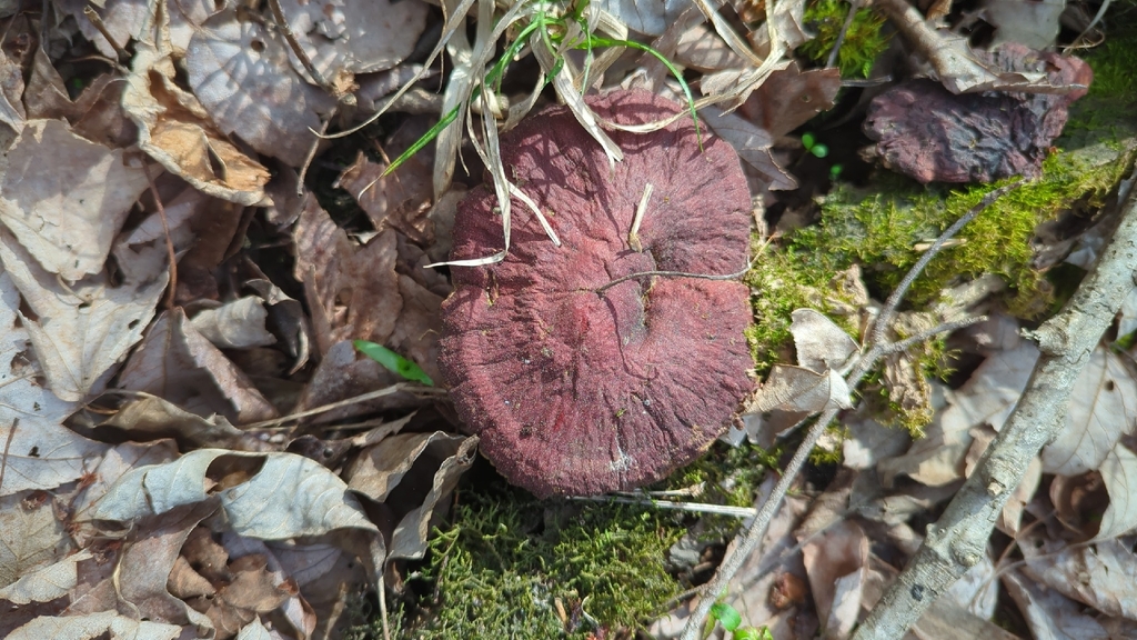 Ganoderma sessile · March 2026 · photo: © daveozric (iNaturalist, cc-by)