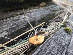 Xeromphalina enigmatica