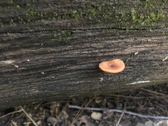 Xeromphalina enigmatica