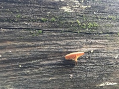 Xeromphalina enigmatica