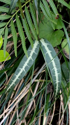 Gardneria multiflora (Gardneria multiflora)