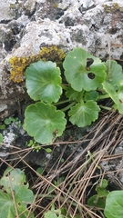 Umbilicus intermedius