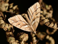 Chalastra aristarcha