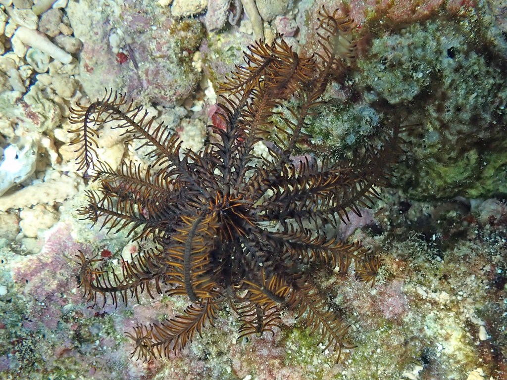 Comatella