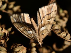 Chalastra aristarcha