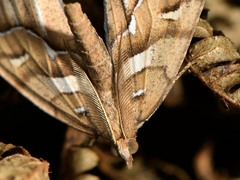 Chalastra aristarcha