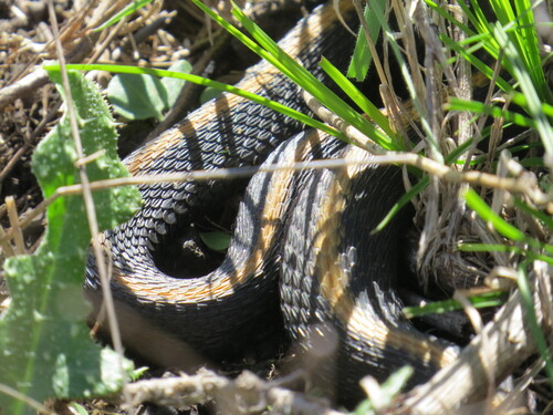 Aquatic Garter Snake