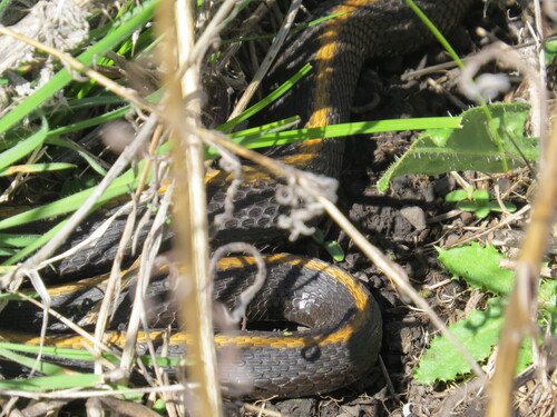 Aquatic Garter Snake
