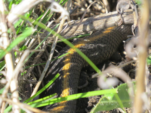 Aquatic Garter Snake
