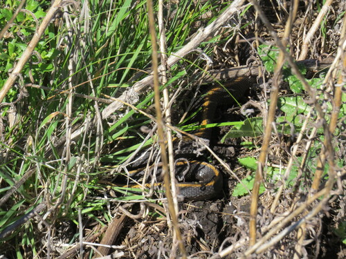 Aquatic Garter Snake