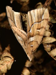 Chalastra aristarcha