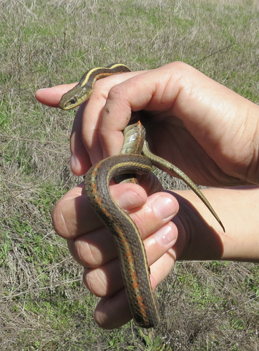 Western Terrestrial Garter Snake