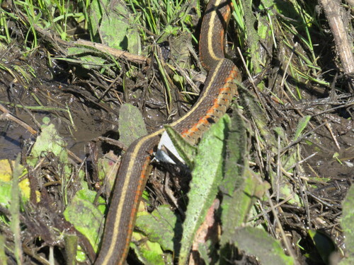 Western Terrestrial Garter Snake