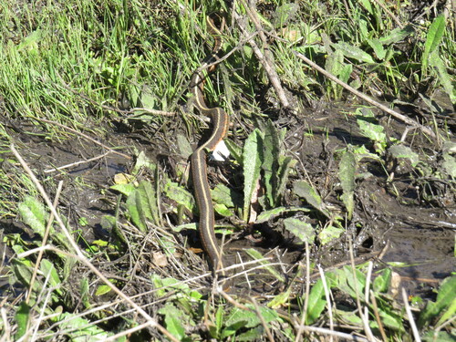 Western Terrestrial Garter Snake