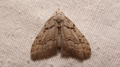 Nola thymula