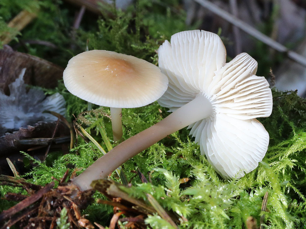 Mycena galericulata · March 2026 · photo: © mycobel (iNaturalist, cc-by)