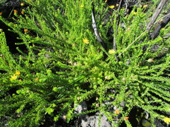 Ursinia trifida