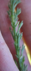 Ursinia trifida