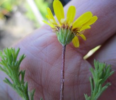 Ursinia trifida