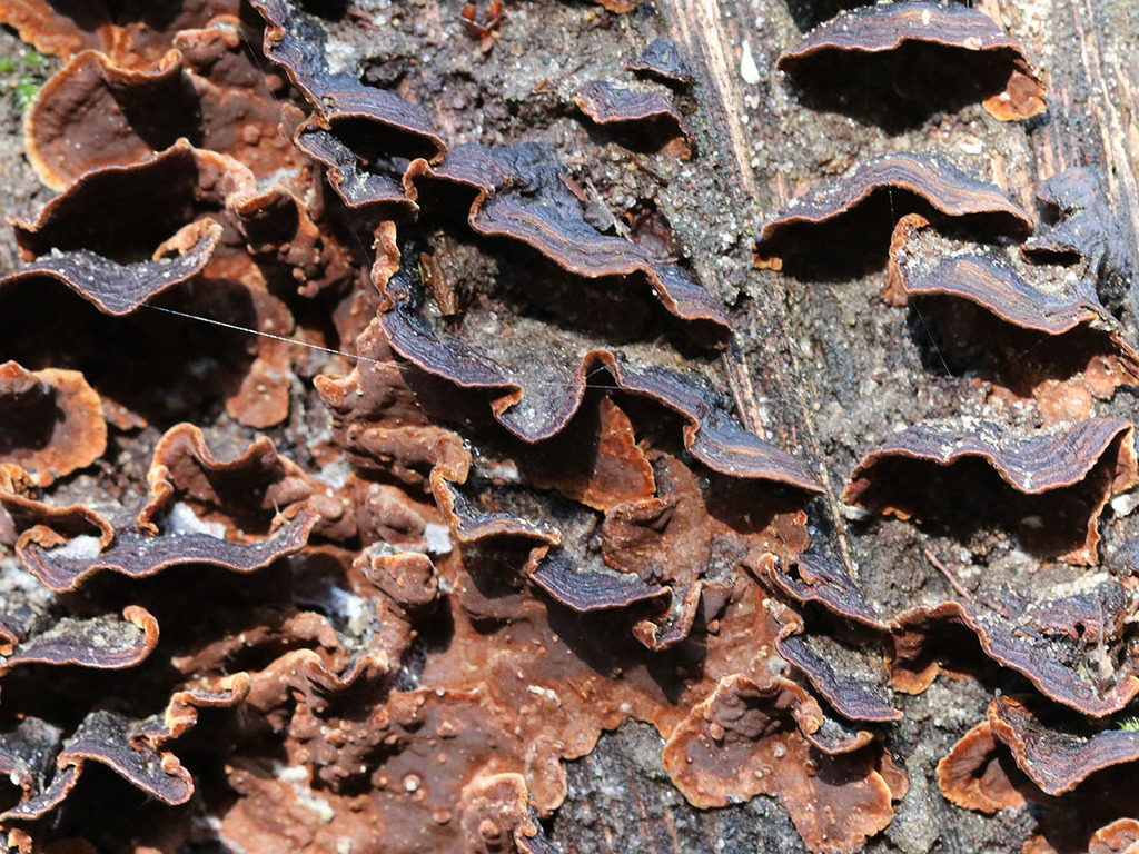 Hymenochaete rubiginosa · March 2026 · photo: © mycobel (iNaturalist, cc-by)