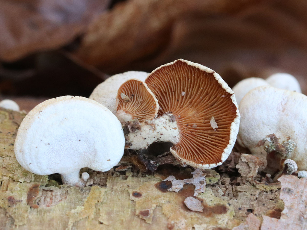 Panellus stipticus · March 2026 · photo: © mycobel (iNaturalist, cc-by)