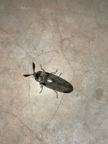 Giant Acacia Click Beetle
