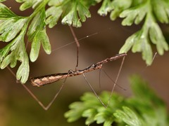 Ploiaria antipodum