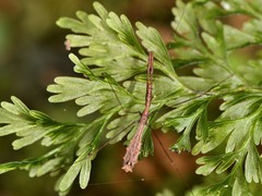 Ploiaria antipodum