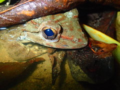 Limnonectes grunniens