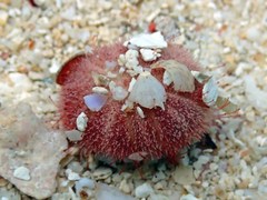 Echinoneus cyclostomus