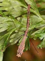 Ploiaria antipodum