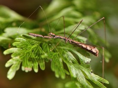 Ploiaria antipodum
