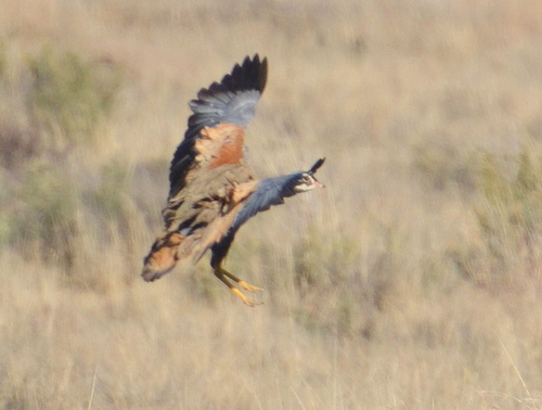 iNaturalist image