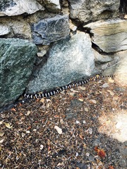 Lampropeltis multifasciata