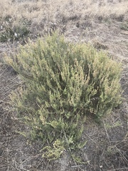 Atriplex paludosa