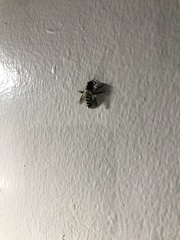 Apis dorsata breviligula