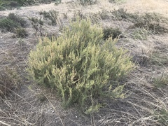 Atriplex paludosa