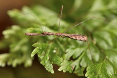 Ploiaria antipodum