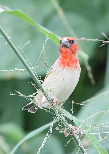 iNaturalist image