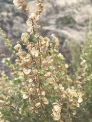 Atriplex paludosa