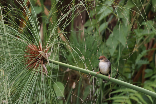 Carruthers's Cisticola