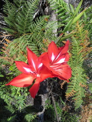 Gladiolus sempervirens