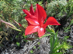 Gladiolus sempervirens