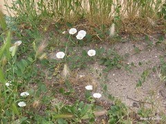 Hordeum murinum leporinum
