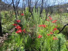 Gladiolus sempervirens