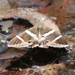 Grammodes