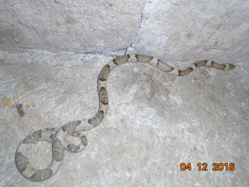 Photo of a Mexican Lyre Snake (Trimorphodon tau)