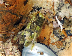 Isocladus armatus